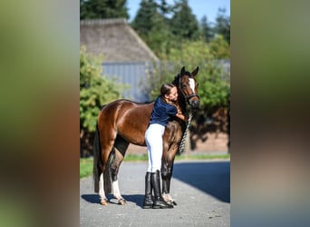 Welsh B, Mare, 4 years, 12,3 hh, Brown