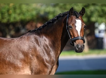 Welsh B, Mare, 4 years, 12,3 hh, Brown