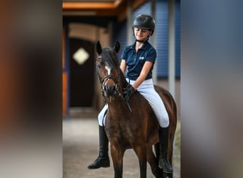 Welsh B, Mare, 4 years, 12,3 hh, Brown