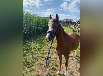 Welsh B, Mare, 4 years, 12 hh, Chestnut-Red