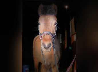 Welsh B, Mare, 4 years, 12,1 hh, Brown