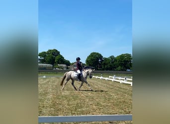 Welsh B, Mare, 4 years, 12,1 hh
