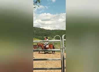 Welsh B, Mare, 4 years, 12,2 hh, Brown