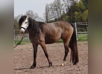 Welsh B, Mare, 4 years, 12,2 hh, Brown Falb mold
