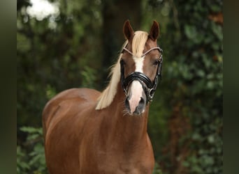 Welsh B, Mare, 4 years, 12,2 hh, Chestnut-Red