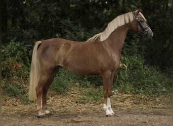 Welsh B, Mare, 4 years, 12,2 hh, Chestnut-Red