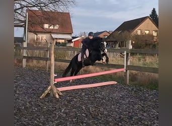 Welsh B, Mare, 4 years, 12,3 hh, Black