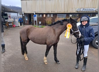 Welsh B, Mare, 4 years, 12,3 hh, Black