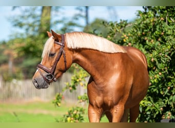 Welsh B, Mare, 4 years, 13.1 hh, Chestnut-Red