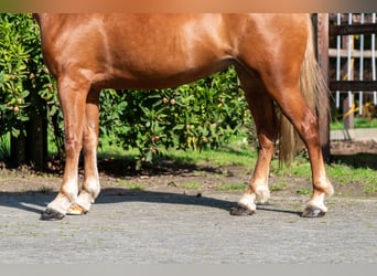Welsh B, Mare, 4 years, 13.1 hh, Chestnut-Red
