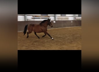 Welsh B Mix, Mare, 4 years, 13 hh, Brown