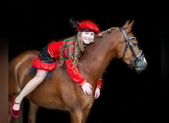 Welsh B, Mare, 4 years, 13 hh, Chestnut-Red