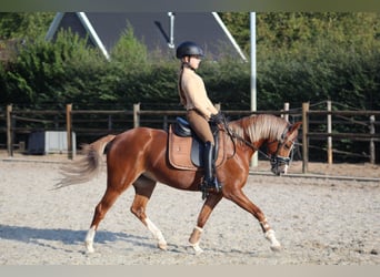 Welsh B, Mare, 4 years, 13 hh, Chestnut-Red