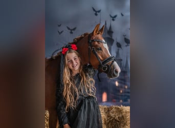 Welsh B, Mare, 4 years, 13 hh, Chestnut-Red