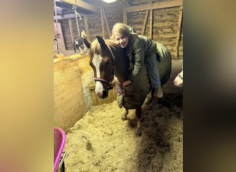 Welsh B, Mare, 4 years, 13 hh, Chestnut-Red