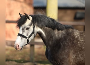 Welsh B, Mare, 4 years, 13 hh, Grey