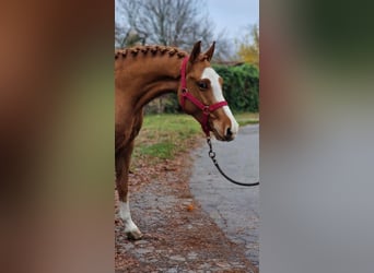 Welsh B, Mare, 4 years, 13,2 hh, Chestnut-Red