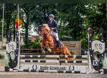 Welsh B, Mare, 4 years, 14,1 hh, Chestnut-Red