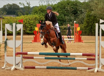 Welsh B, Mare, 4 years, 14,1 hh, Chestnut-Red