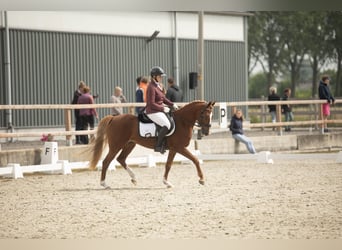 Welsh B, Mare, 4 years, 14,1 hh, Chestnut-Red