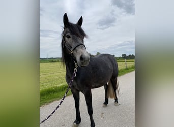 Welsh B Mix, Mare, 4 years, 14.1 hh, Gray