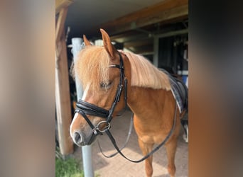 Welsh-B, Stute, 5 Jahre, 12,1 hh, Fuchs