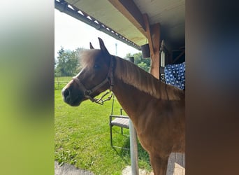 Welsh-B, Stute, 5 Jahre, 12,1 hh, Fuchs