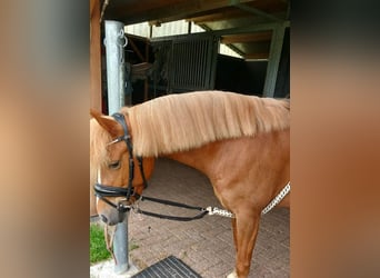 Welsh-B, Stute, 5 Jahre, 12,1 hh, Fuchs