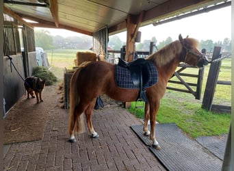 Welsh-B, Stute, 5 Jahre, 12,1 hh, Fuchs