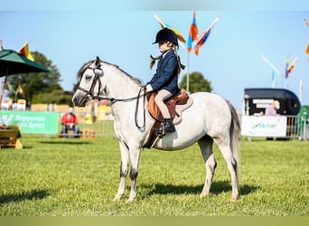 Welsh B, Mare, 5 years, 12.1 hh, Gray