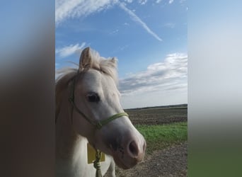 Welsh B Mix, Mare, 5 years, 12,1 hh, Gray