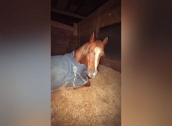 Welsh B, Mare, 5 years, 12.2 hh, Chestnut-Red