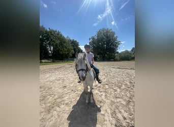 Welsh B, Mare, 5 years, 12.2 hh, Gray-Dapple