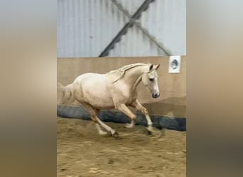 Welsh B, Mare, 5 years, 12,2 hh, Palomino