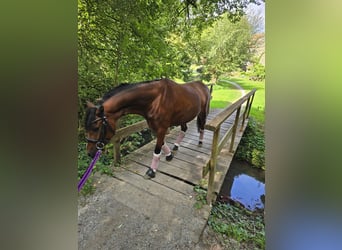 Welsh B, Mare, 5 years, 12,3 hh, Bay-Dark