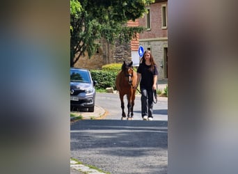 Welsh B, Mare, 5 years, 12,3 hh, Bay-Dark