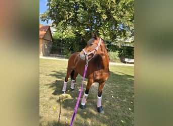 Welsh-B, Stute, 5 Jahre, 12,3 hh, Dunkelbrauner