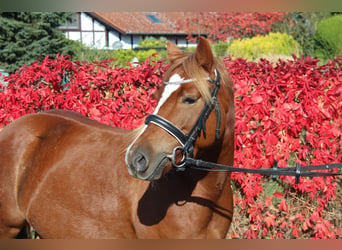 Welsh B, Mare, 5 years, 12,3 hh, Chestnut-Red