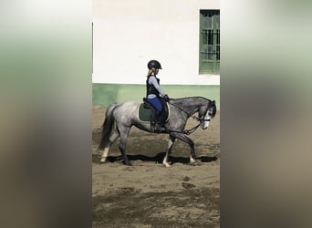 Welsh B, Mare, 5 years, 12,3 hh