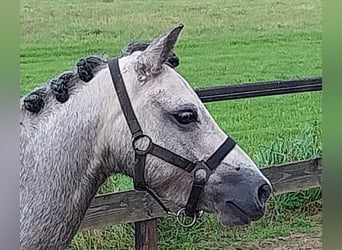 Welsh B, Mare, 5 years, 12.3 hh, Gray-Blue-Tan