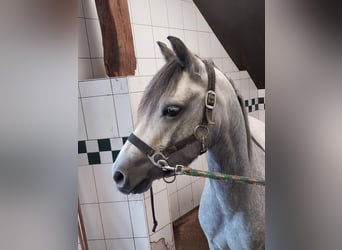 Welsh B, Mare, 5 years, 12.3 hh, Gray
