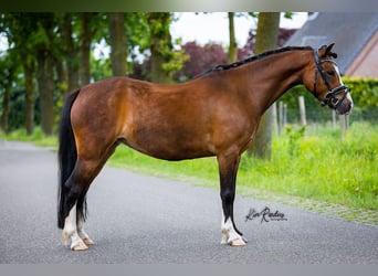 Welsh B, Mare, 5 years, 12 hh, Brown