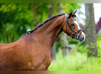 Welsh B, Mare, 5 years, 12 hh, Brown