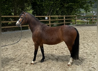 Welsh B, Mare, 5 years, 12 hh, Brown