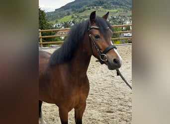 Welsh B, Mare, 5 years, 12 hh, Brown