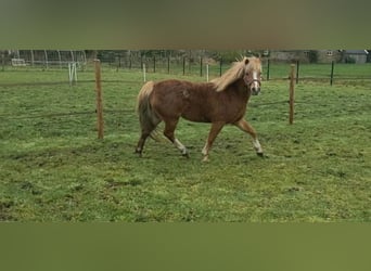 Welsh B, Mare, 5 years, 12 hh, Chestnut-Red