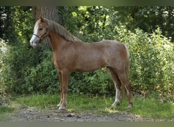 Welsh B, Mare, 5 years, 12 hh, Chestnut-Red