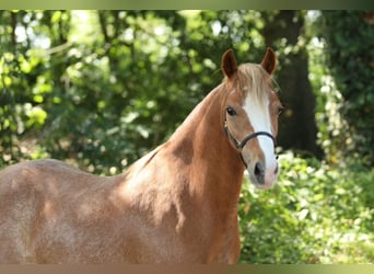 Welsh B, Mare, 5 years, 12 hh, Chestnut-Red