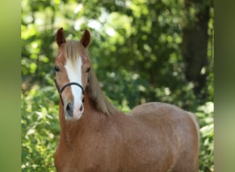 Welsh B, Mare, 5 years, 12 hh, Chestnut-Red