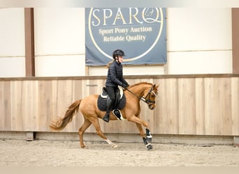 Welsh B, Mare, 5 years, 12,1 hh, Chestnut-Red